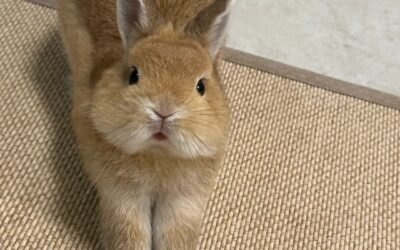 Thỏ Hà Lan – thỏ cảnh nhỏ nhắn, dễ nuôi và được yêu thích