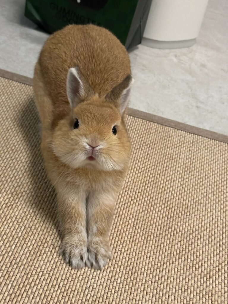 Thỏ Hà Lan – thỏ cảnh nhỏ nhắn, dễ nuôi và được yêu thích