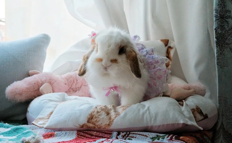 thỏ holland lop 10
