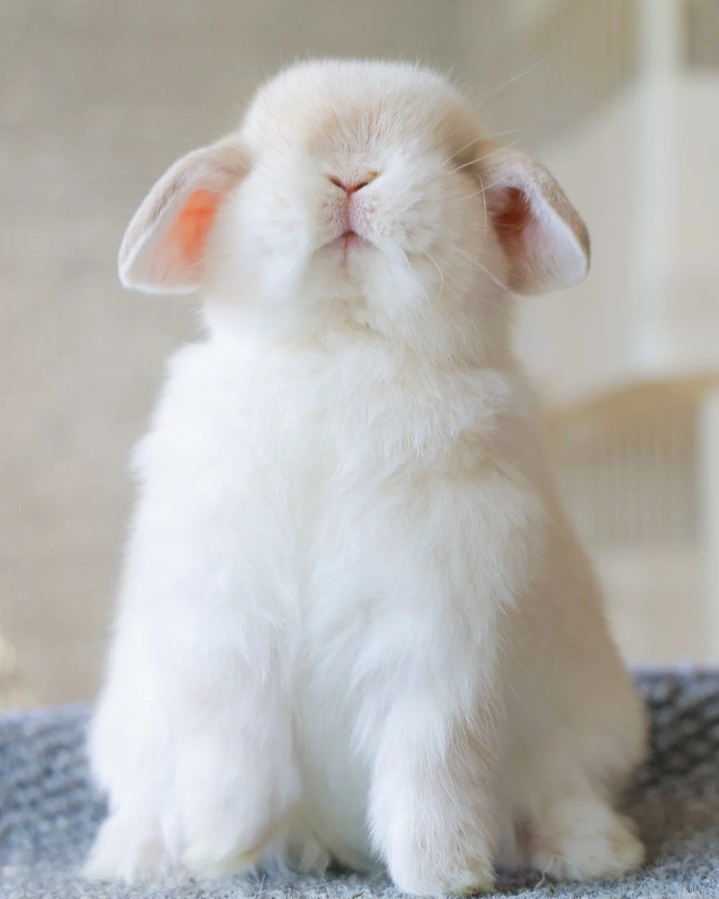 thỏ holland lop 11