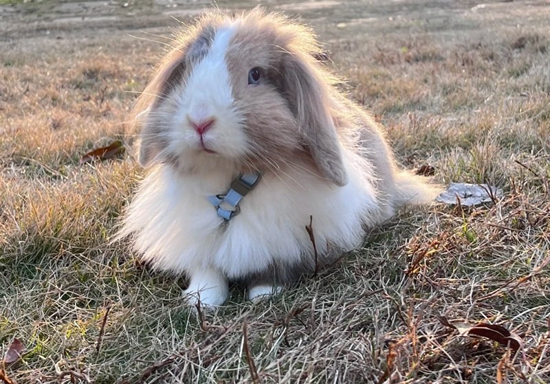thỏ holland lop 13