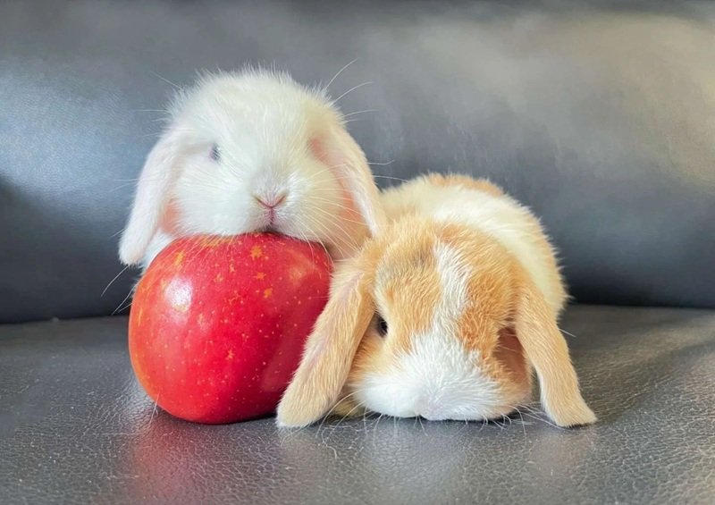 thỏ holland lop 14