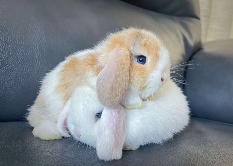thỏ holland lop 15