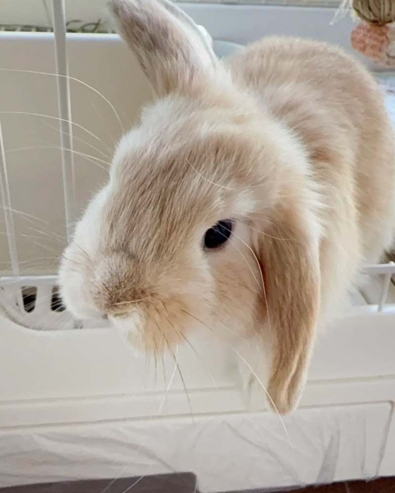 thỏ holland lop 17