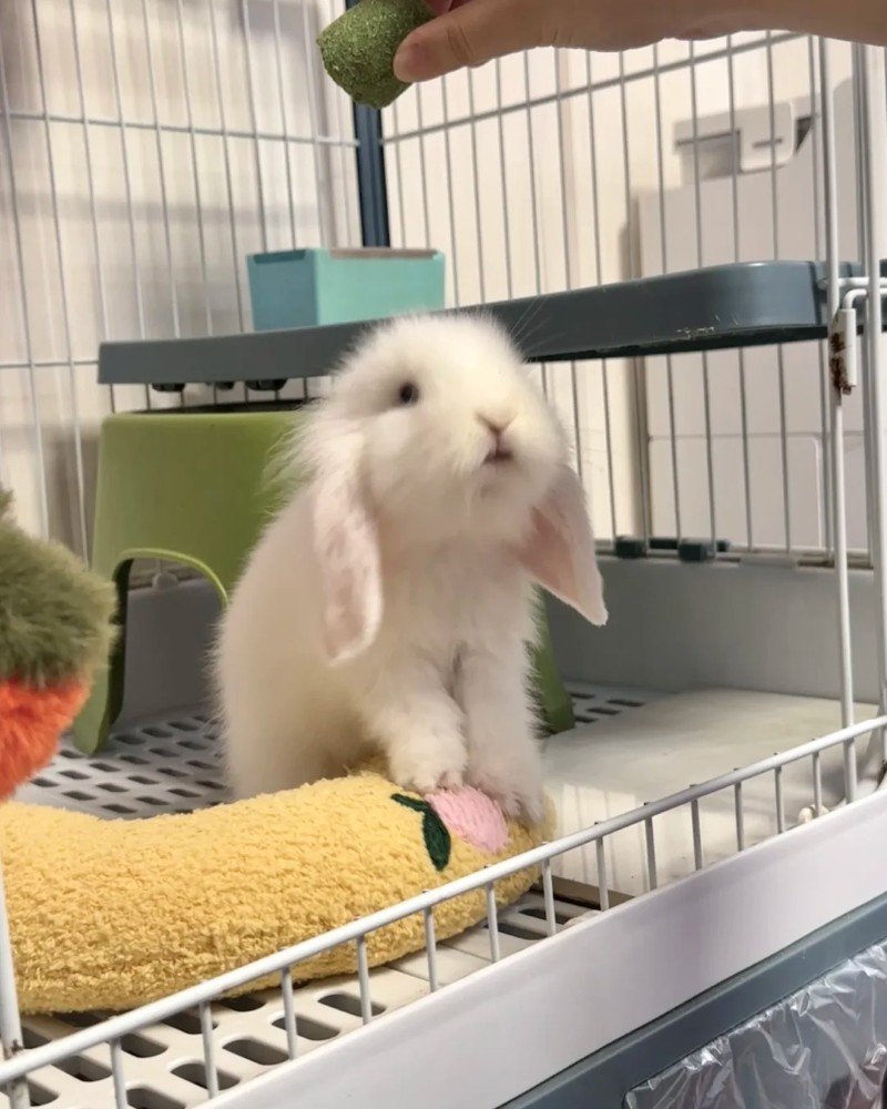 thỏ holland lop 18