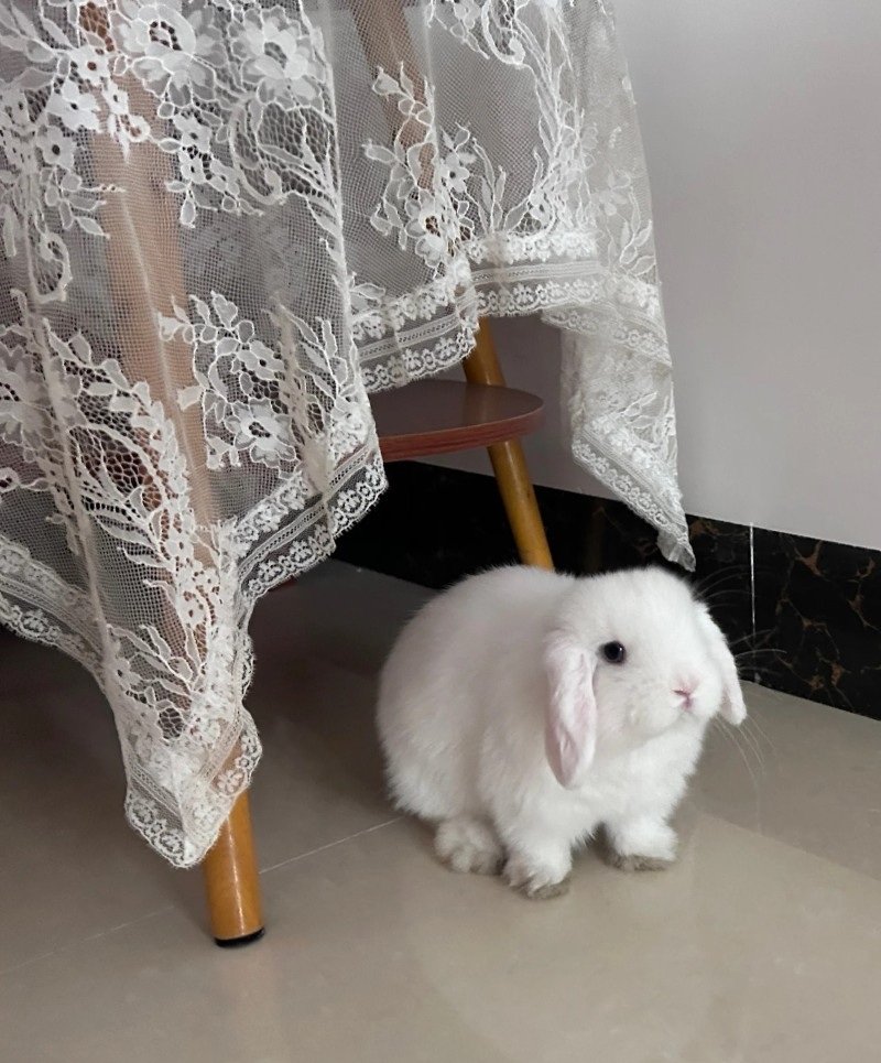 thỏ holland lop 19