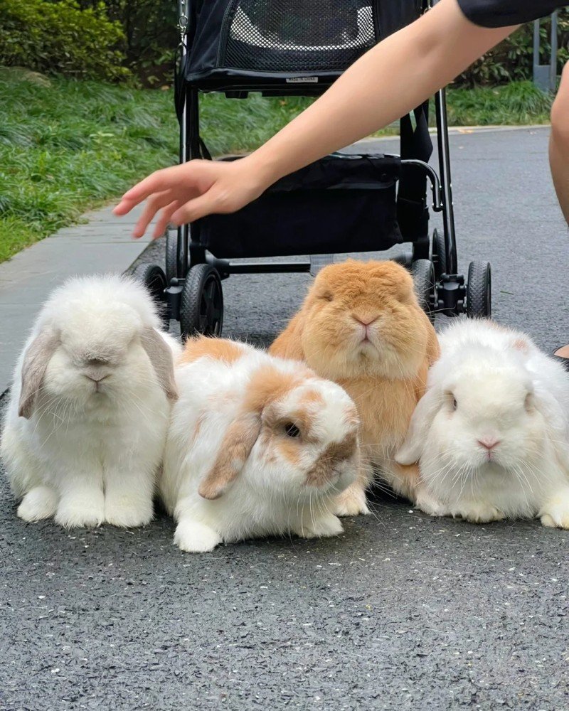 thỏ holland lop 20