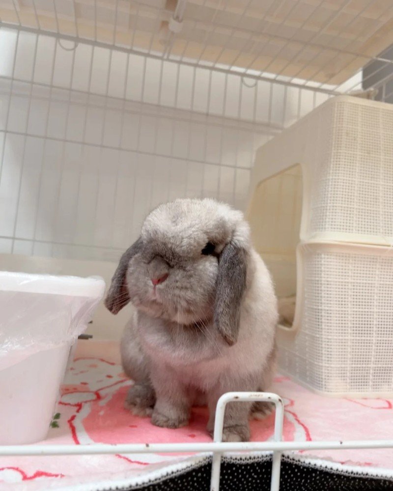 thỏ holland lop 22