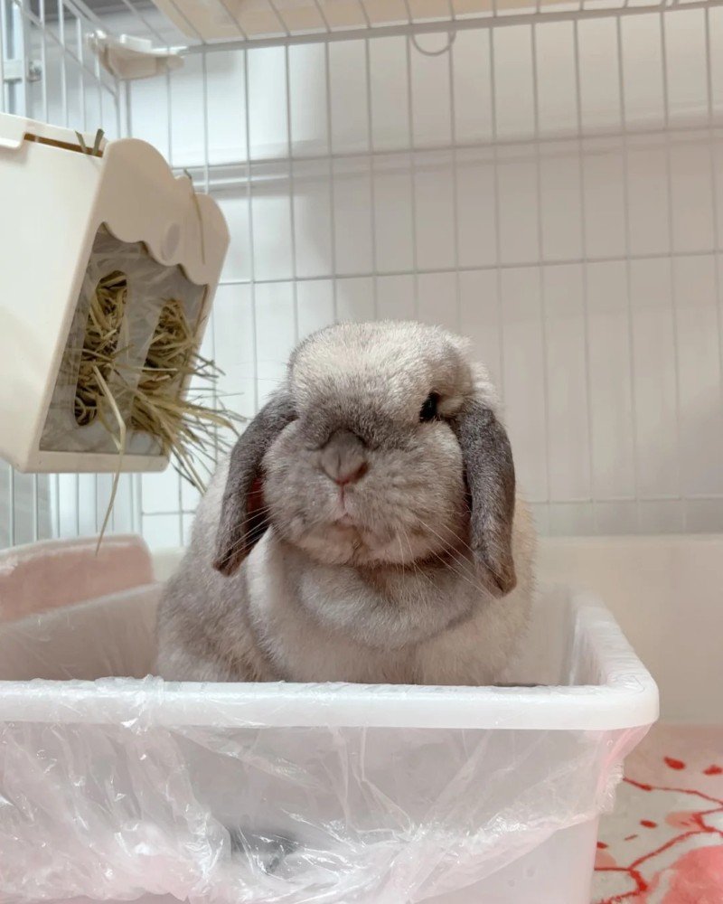 thỏ holland lop 23
