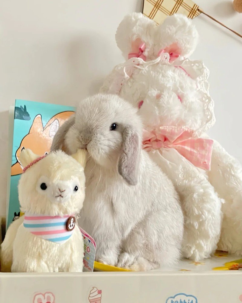 thỏ holland lop 24