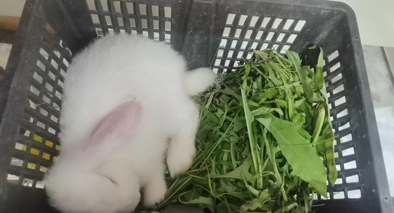 thỏ holland lop 25