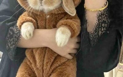 Thỏ Holland Lop – Giống thỏ tai cụp nhỏ nhắn được yêu thích