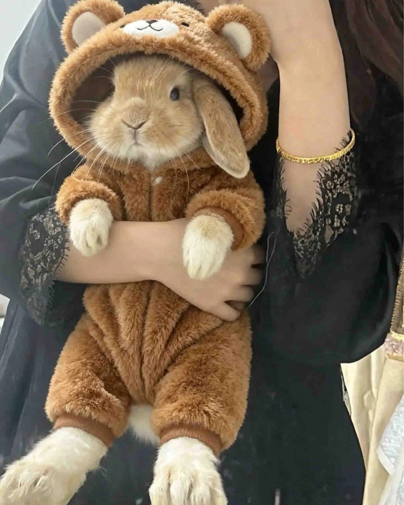 thỏ holland lop 26