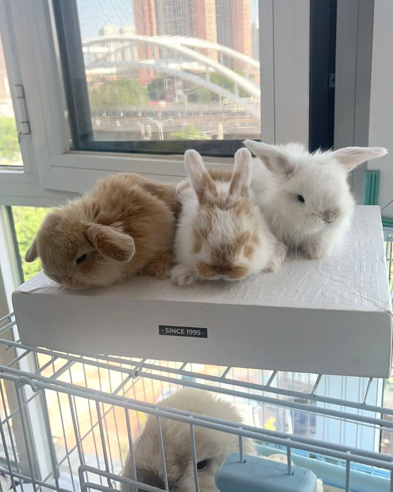 thỏ holland lop 28