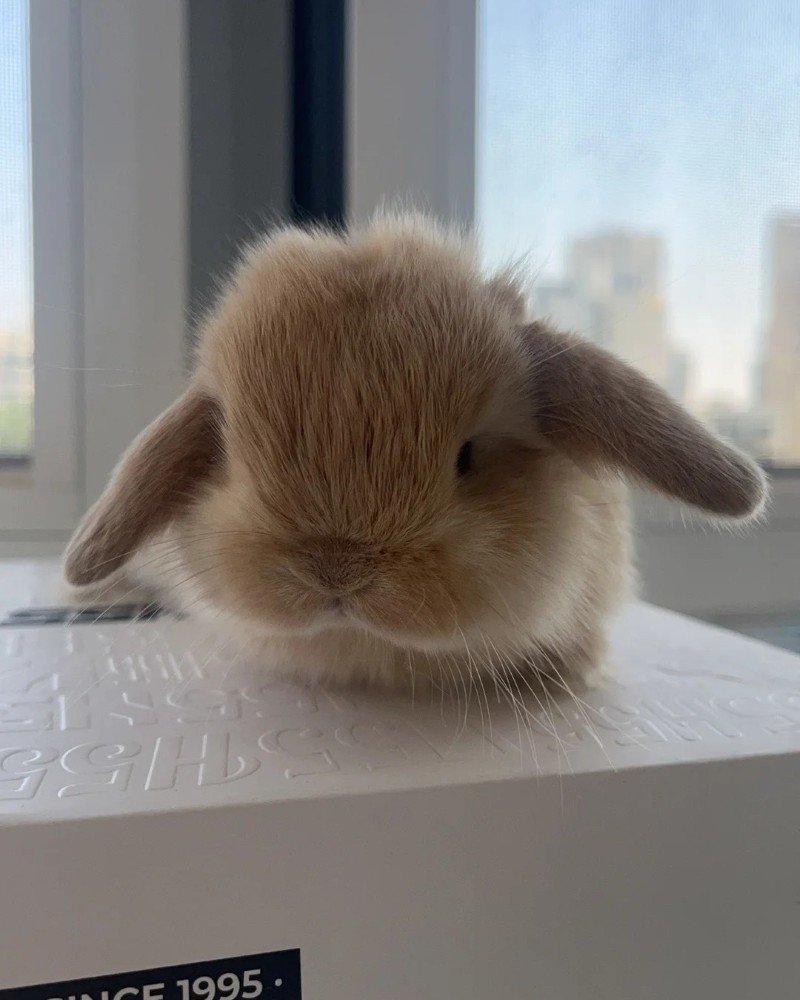 thỏ holland lop 29