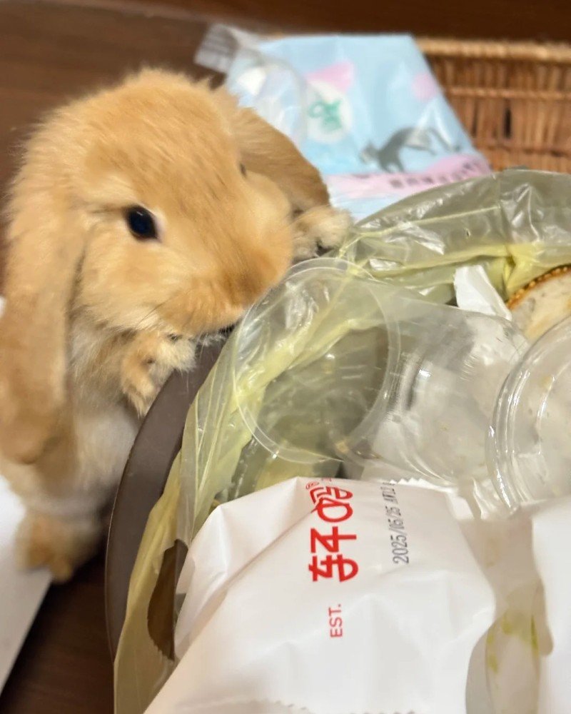 thỏ holland lop 3