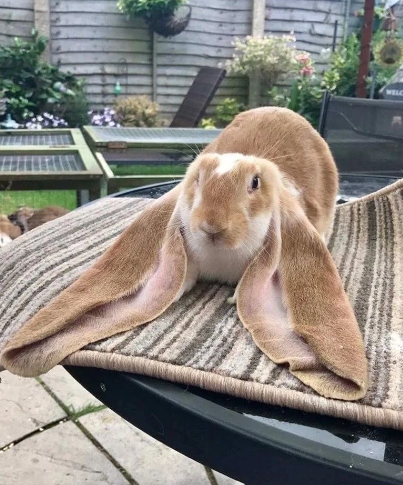 thỏ holland lop 30