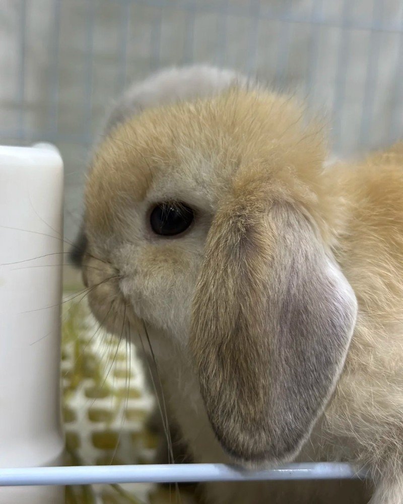 thỏ holland lop 6