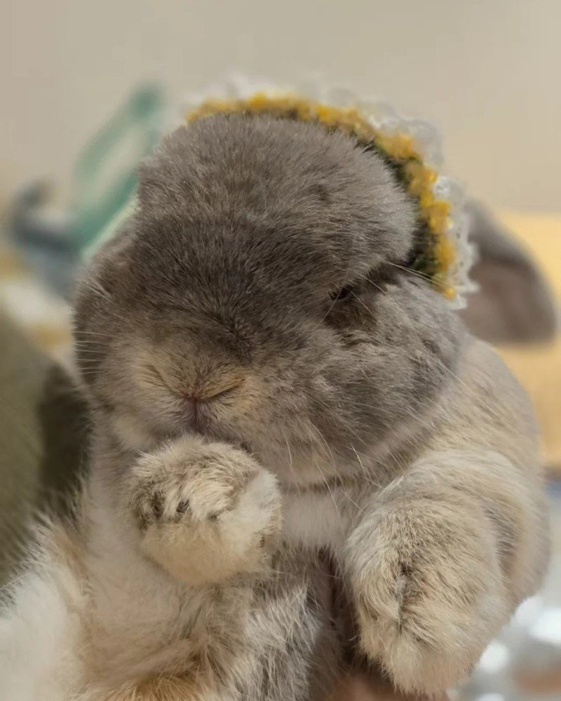 thỏ holland lop 7