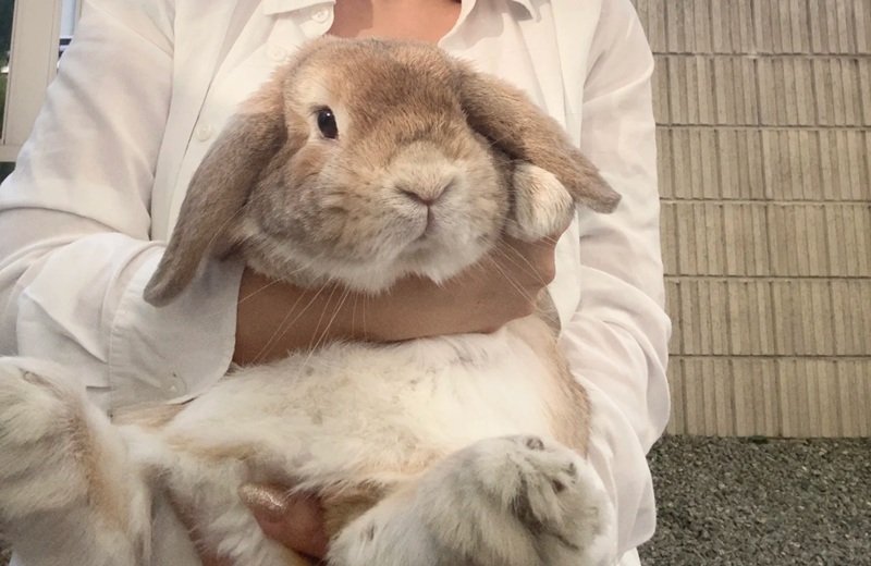thỏ holland lop 8