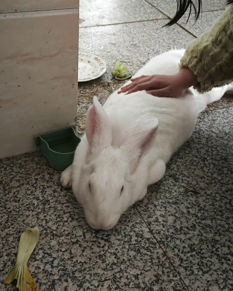 thỏ khổng lồ 1