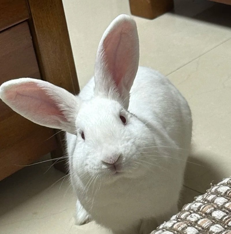 thỏ khổng lồ 10