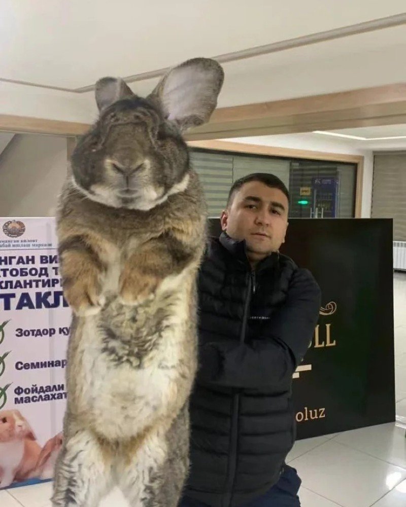 thỏ khổng lồ 11