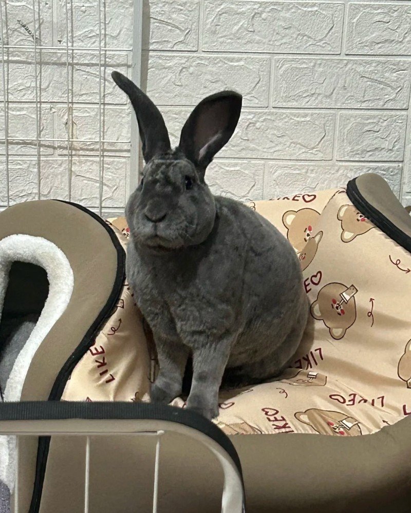 thỏ khổng lồ 12