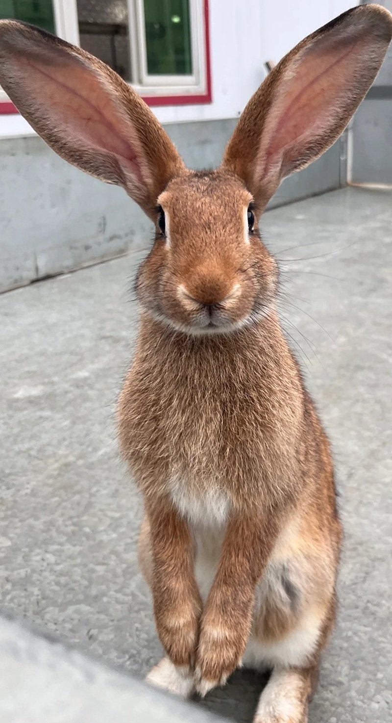 thỏ khổng lồ 14