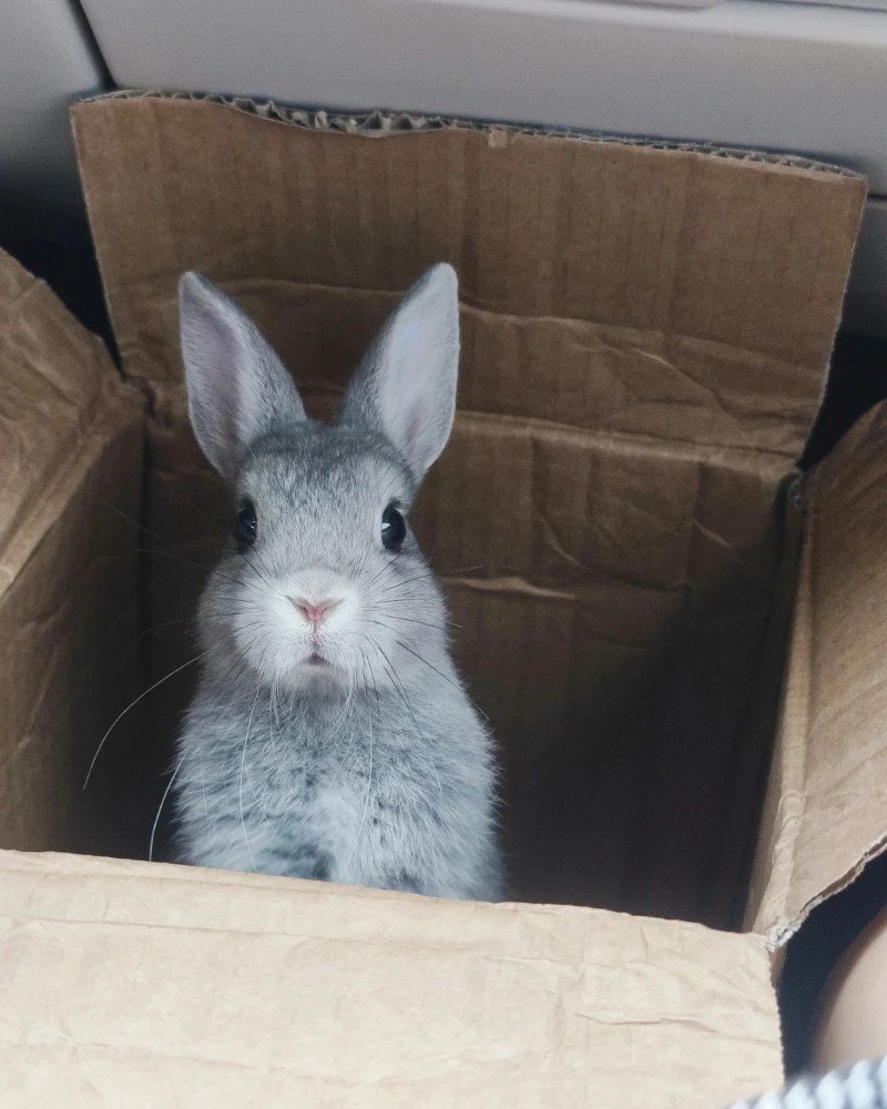 thỏ khổng lồ 16