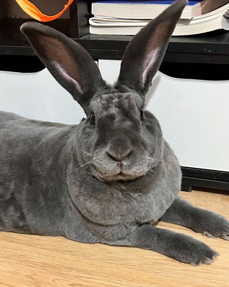 thỏ khổng lồ 17