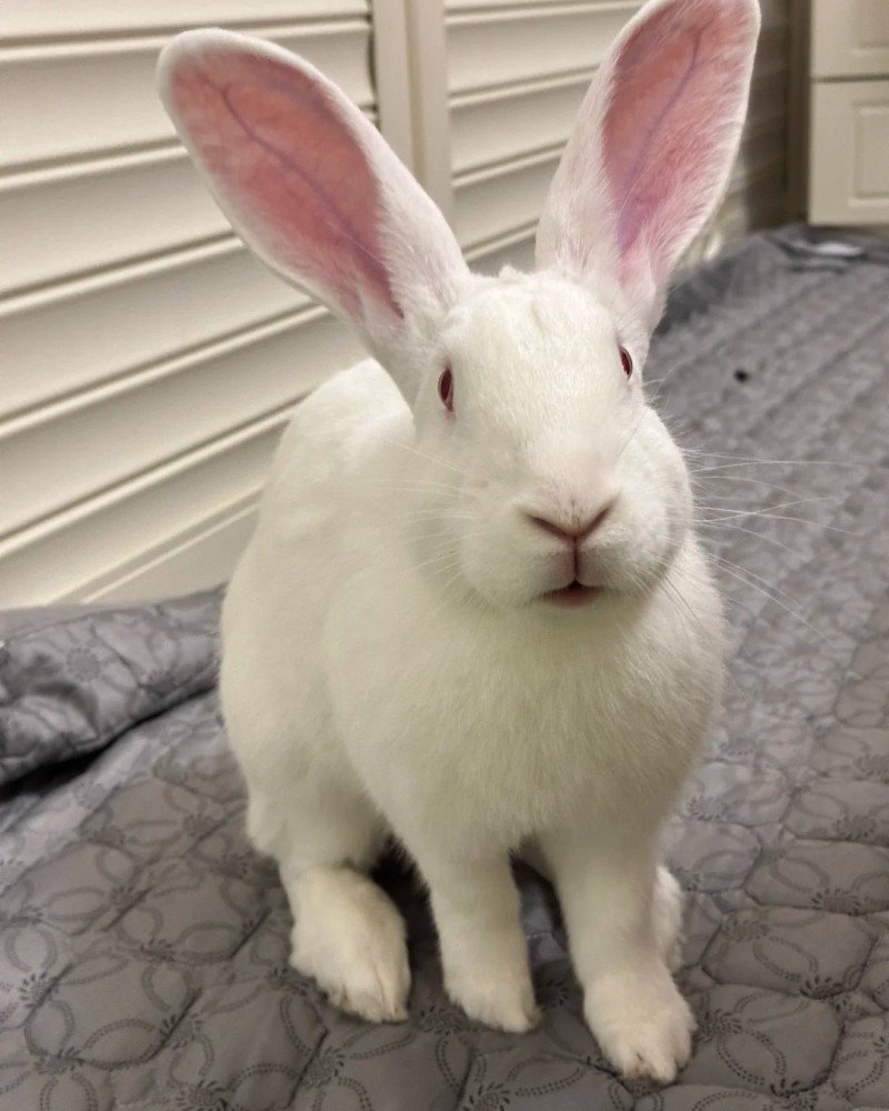 thỏ khổng lồ 2