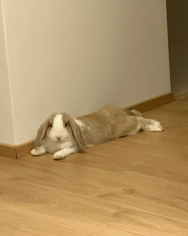 thỏ khổng lồ 20