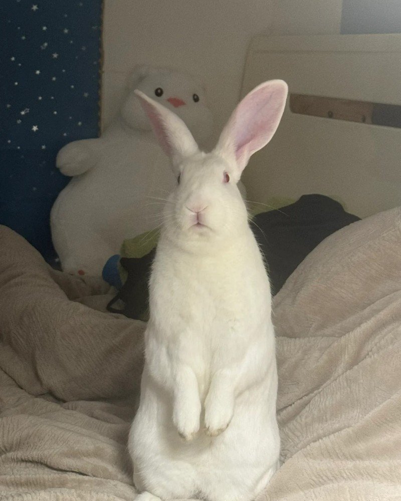 thỏ khổng lồ 23