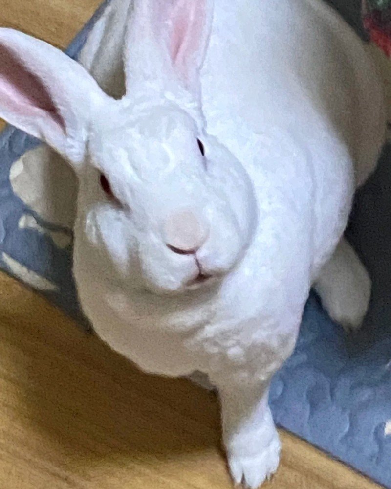 thỏ khổng lồ 24