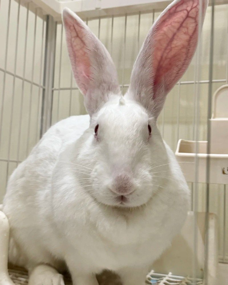 thỏ khổng lồ 25