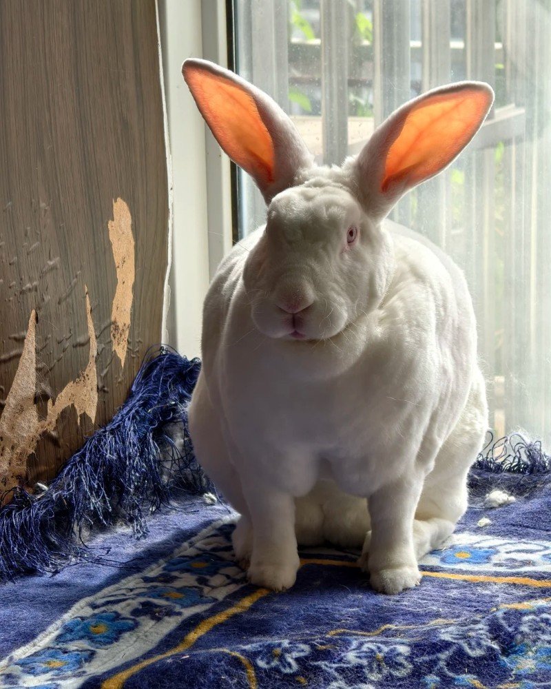 thỏ khổng lồ 26