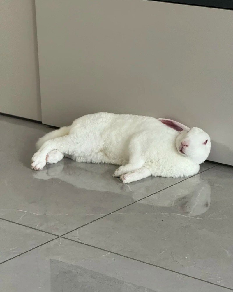 thỏ khổng lồ 27