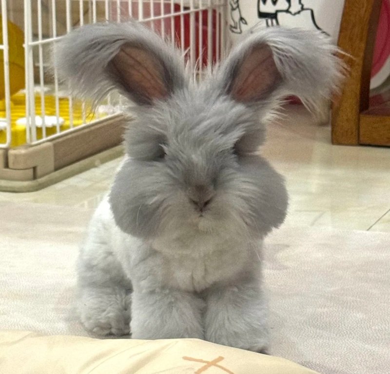 thỏ khổng lồ 28