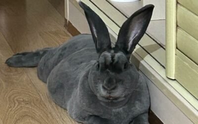 166+ Ảnh thỏ khổng lồ với kích thước ấn tượng