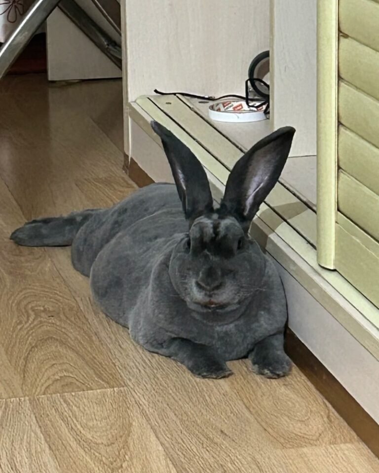 166+ Ảnh thỏ khổng lồ với kích thước ấn tượng