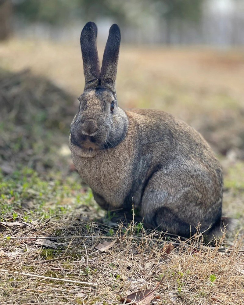 thỏ khổng lồ 3