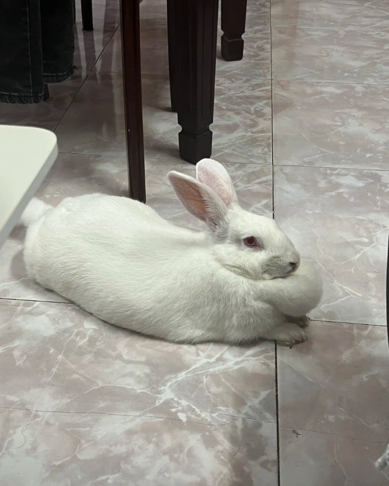 thỏ khổng lồ 30