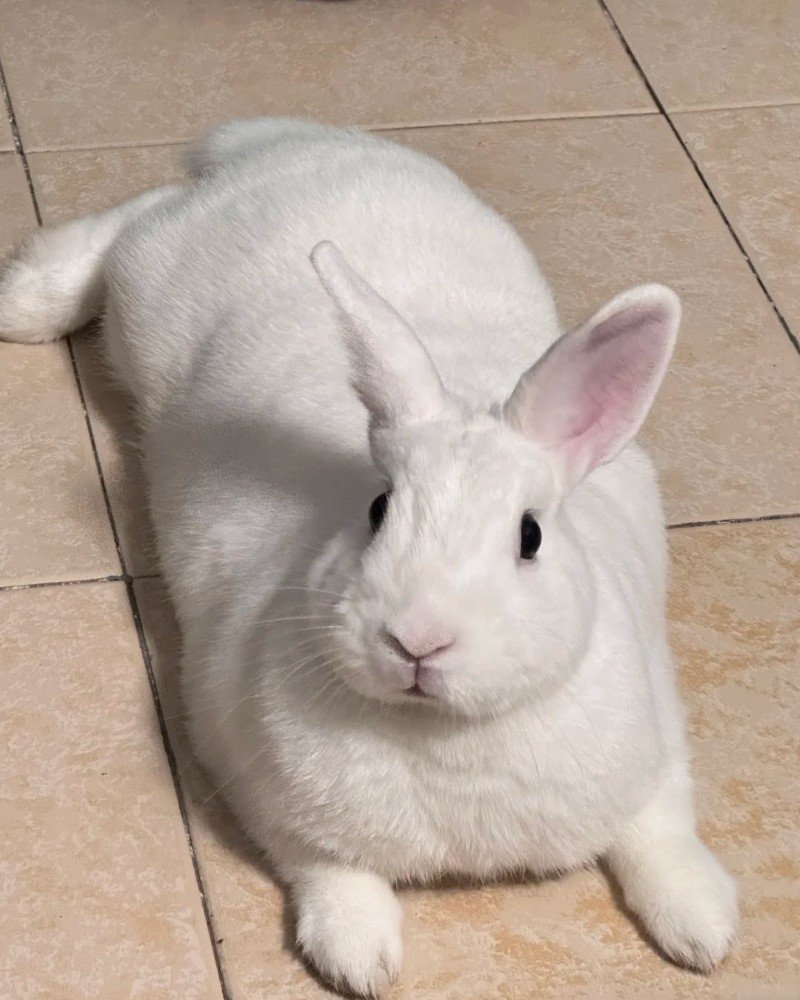 thỏ khổng lồ 31