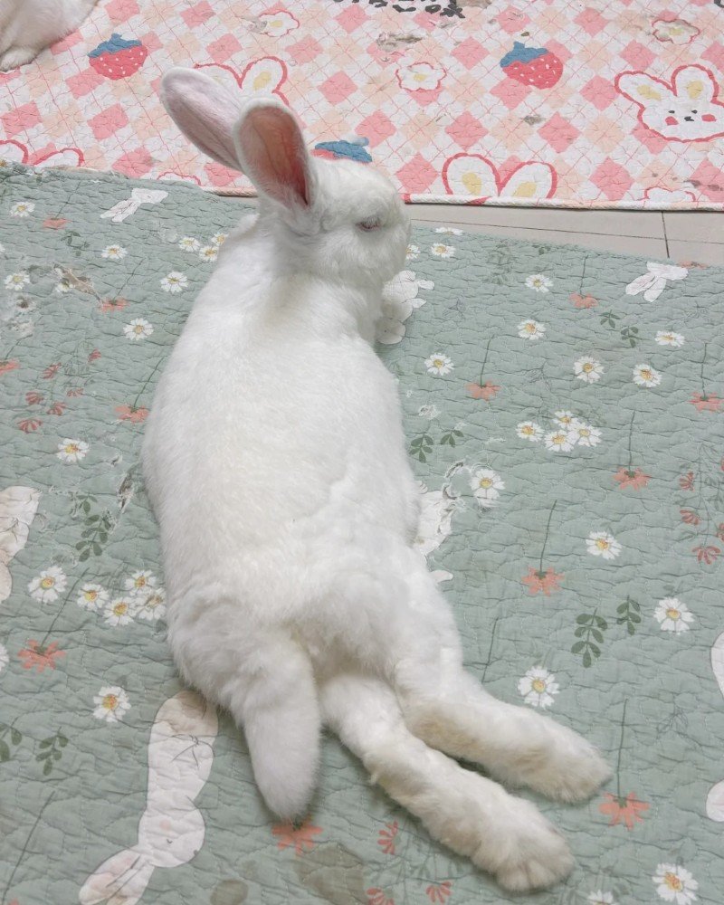 thỏ khổng lồ 33