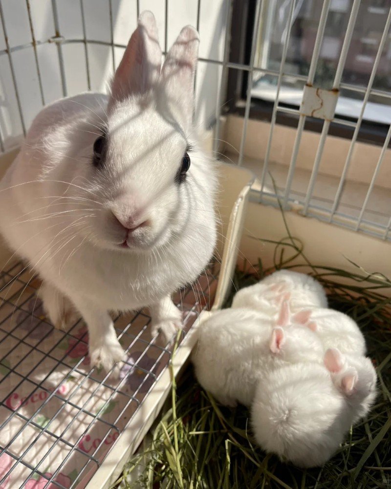 thỏ khổng lồ 4