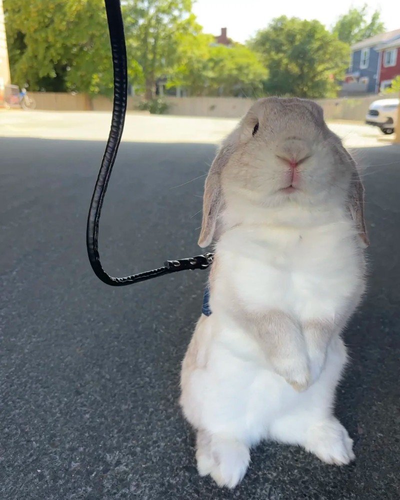 thỏ khổng lồ 5