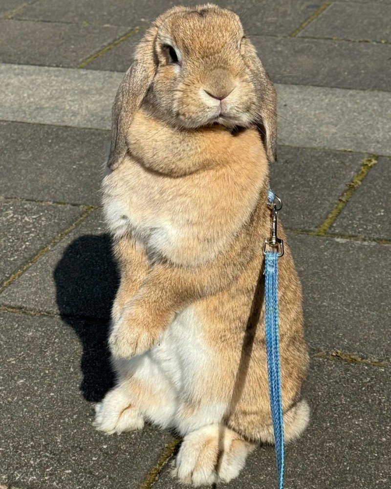 thỏ khổng lồ 7