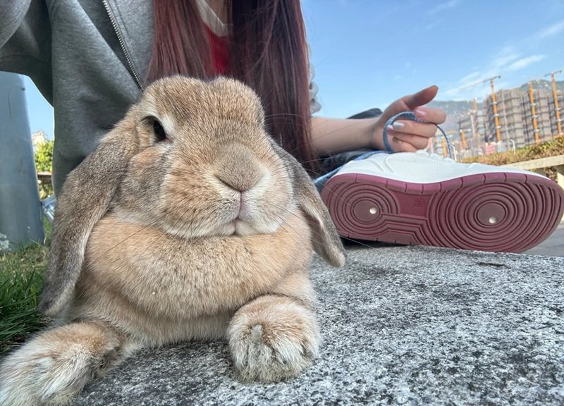 thỏ khổng lồ 8