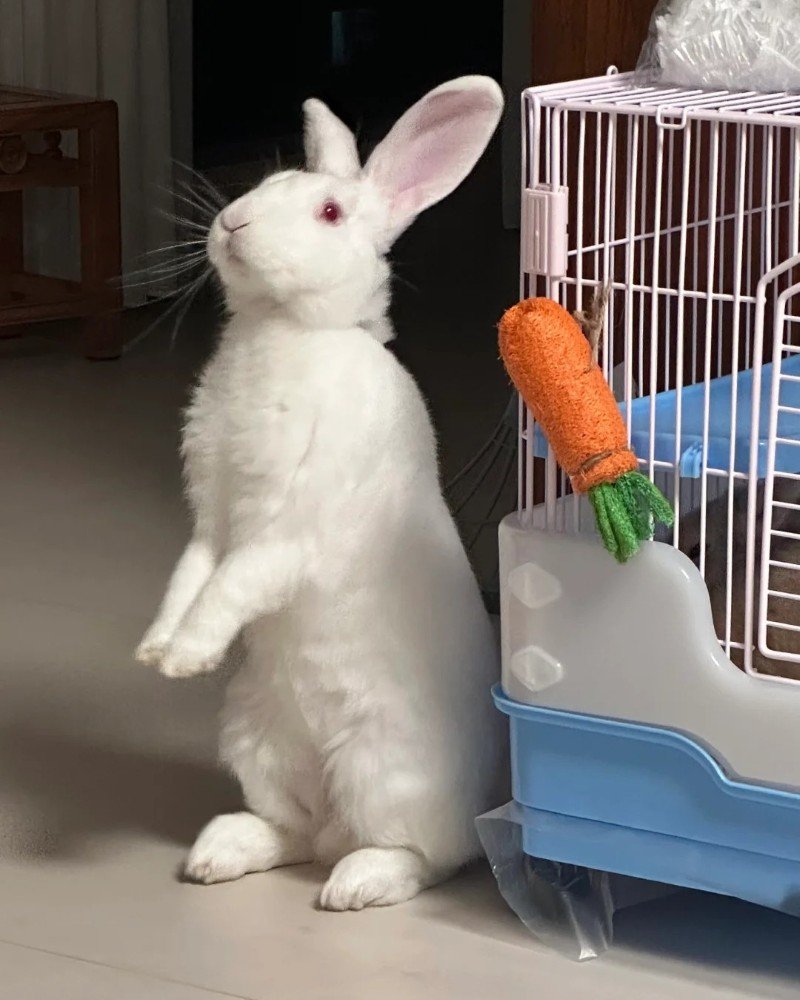 thỏ khổng lồ 9